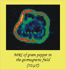 MRI of green pepper in the geomagnetic field 